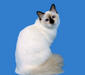 birmanskay_5