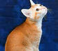 ceylon_3