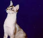 javanese_2