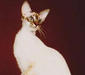 javanese_3
