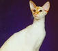 javanese_4