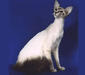 javanese_5
