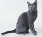 korat_1