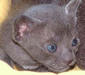 korat_3