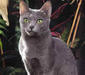 korat_4