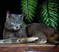korat_5