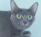 korat_6