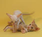 kornich_rex_1
