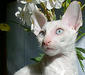 kornich_rex_3