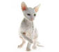 kornich_rex_5