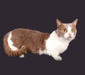 manchkin_1