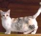 manchkin_5