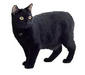 manx_1