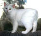 manx_2