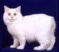 manx_3