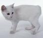manx_4