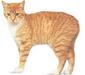 manx_5
