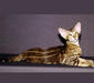 oriental_2