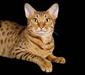 otiket_2