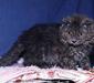 pydelcat_1
