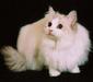 ragdoll_1