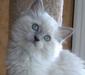 ragdoll_2