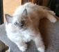 ragdoll_3