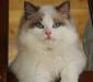 ragdoll_4