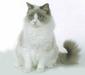 ragdoll_5