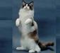 ragdoll_6