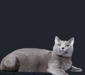 shartrez_6