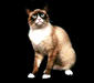 snow_3
