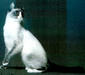 snow_4