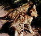 sokoke_3
