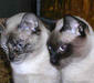 taiski_bobtel_6