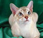 tonkiskaya_cat_1
