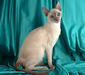 tonkiskaya_cat_2