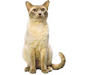tonkiskaya_cat_4