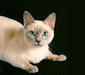 tonkiskaya_cat_5