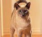 tonkiskaya_cat_6