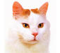 turkish_van_1
