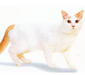 turkish_van_2