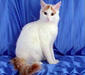 turkish_van_3