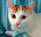 turkish_van_4