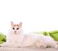 turkish_van_5