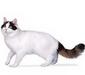turkish_van_6