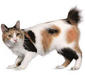 japanese_bobtail_1