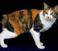 japanese_bobtail_2