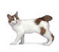 japanese_bobtail_3