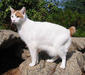 japanese_bobtail_4